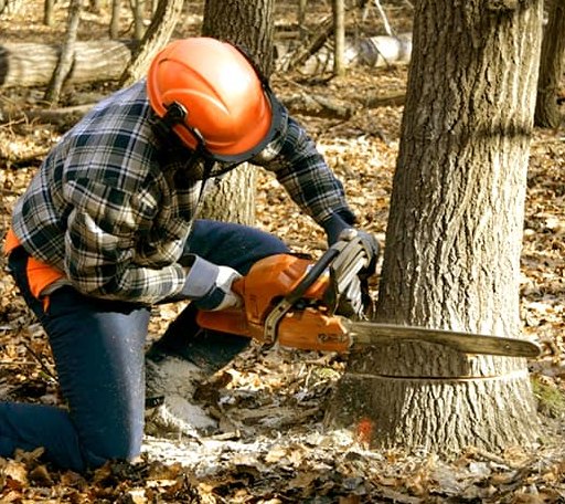 Tree Removal in Beverly Shores, IN